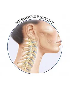 Cervical vertebral column seminar-recording