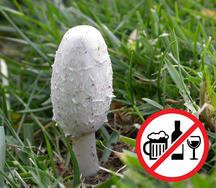 .Grzyb Coprinus na alkoholizm..